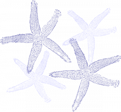 Starfish Prints In Light & Dark Blue Clip Art at Clker.com - vector ...