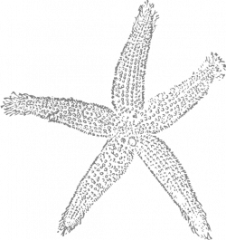 Silver Single Starfish Clip Art at Clker.com - vector clip art ...