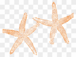 Free PNG Starfish Clipart Clip Art Download - PinClipart