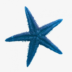 Blue Starfish | Puppet in 2019 | Blue aesthetic, Blue sky ...