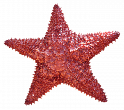Starfish PNG Transparent Image - PngPix