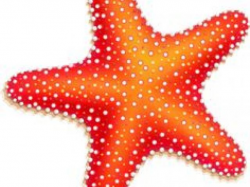 Starfish Clipart object 27 - 450 X 470 Free Clip Art stock ...