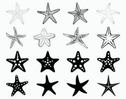 Starfish clipart | Etsy