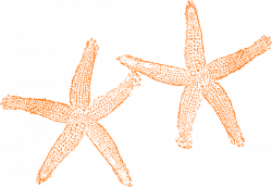 Orange Starfish Clip Art at Clker.com - vector clip art ...