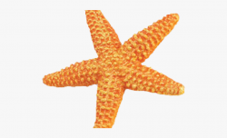 Star Fish Clipart - Orange Starfish , Transparent Cartoon ...
