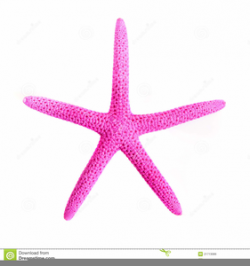 Pink Starfish Clipart | Free Images at Clker.com - vector ...