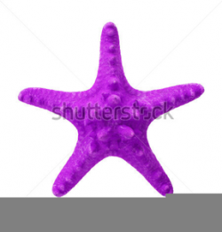 Purple Starfish Clipart | Free Images at Clker.com - vector ...