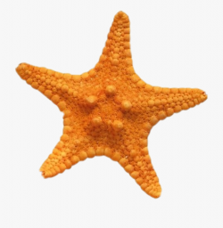 star #sea #starfish #polyvore #orange #orangeaesthetic ...