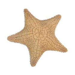 Realistic sea star clipart - Clip Art Library