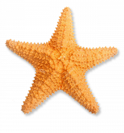 Starfish PNG Transparent Starfish.PNG Images. | PlusPNG