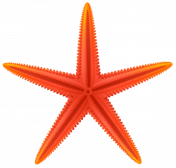 red starfish png - Free PNG Images | TOPpng