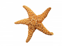 Starfish Dried PNG Image - PurePNG | Free transparent CC0 PNG Image ...