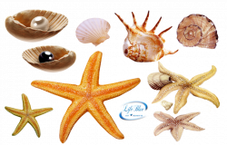 Sea creatures - PNG by lifeblue on DeviantArt
