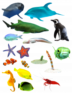 Marine biology Marine mammal Sea - A variety of sea mammals and fish ...