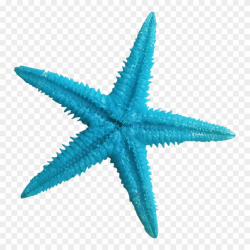 Starfish Clipart Aqua - Blue Sea Star Png Transparent Png ...