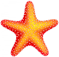 Star Cartoon clipart - Starfish, Orange, Line, transparent ...