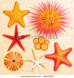 Clipart Picture: Starfish and Sea Urchins Collection on Sand