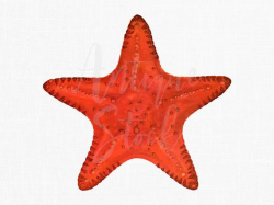 Starfish Clipart 'Red Sea Star' Vintage Sea Life Illustration Printable  Digital Download Image for Scrapbook, Crafts, Collages, Decoupage...