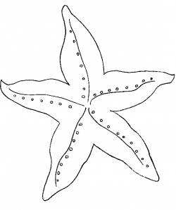 Gallery For > Simple Starfish Outline | florida | Coloring ...