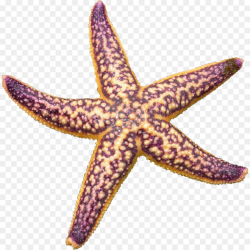 Star Background clipart - Starfish, transparent clip art