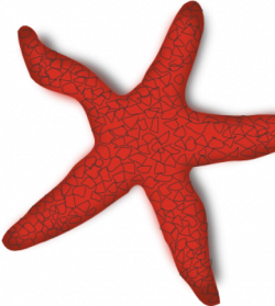 Starfish Clipart Craft - Starfish Clip Art - Png Download ...