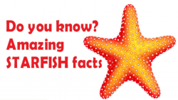 Starfish facts for kids - facts about sea star for children - Simply  E-learn Kids