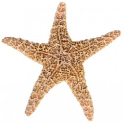 download-Starfish-PNG-transparent-images-transparent-backgrounds ...