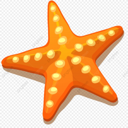Starfish, Png, Nature PNG and Vector with Transparent ...