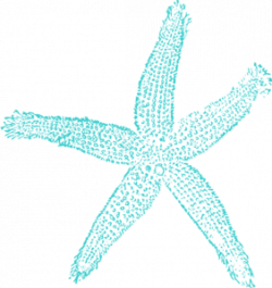 Turquoise Starfish Clip Art at Clker.com - vector clip art ...
