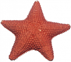 Red Starfish by jeanicebartzen27 on DeviantArt