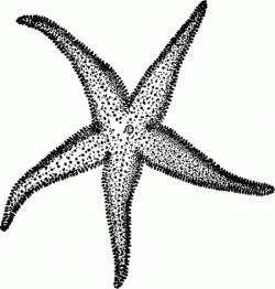 Vintage Beach Art Starfish Drawing - Click for instant art ...