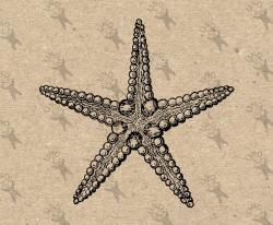 Vintage image Ocean Life Starfish retro drawing Instant ...