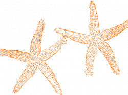 Starfish Clipart - Free Clipart on Dumielauxepices.net