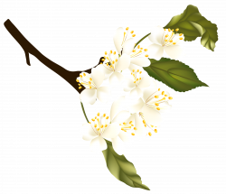Spring Branch Element PNG Clipart | Gallery Yopriceville - High ...