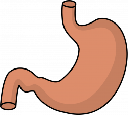 Human Stomach Clipart | Letters Format