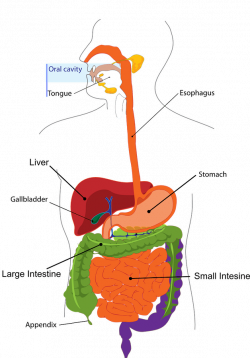 Understanding the Digestive System – Whole Health Goal