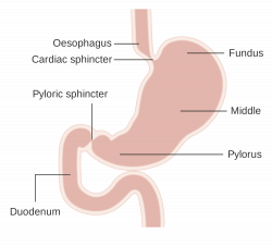 Stomach PNG HD Transparent Stomach HD.PNG Images. | PlusPNG