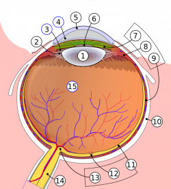 File:Schematic diagram of the human eye.svg - Wikimedia Commons