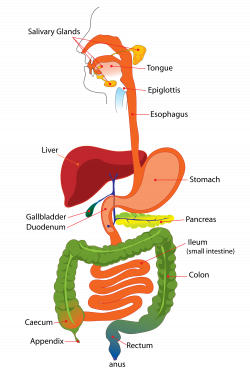 human digestive system diagram labeled for kids photo15. the human ...