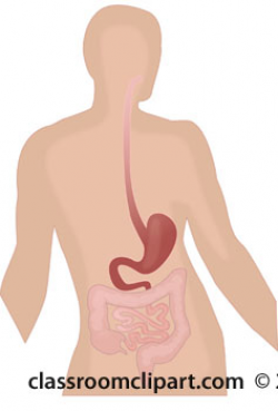 esophagus-stomach-small- | Clipart Panda - Free Clipart Images