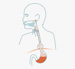 Stomach Clipart Esophagus Stomach - Illustration, Cliparts ...