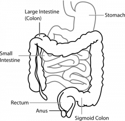 Intestine Diagram Clip Art at Clker.com - vector clip art online ...