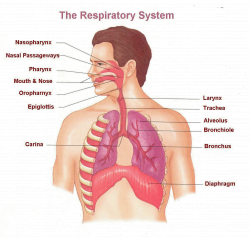 Epic What Is The Respiratory System 30 In human anatomy chart with ...