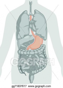 Vector Stock - Human body anatomy - stomach. Clipart ...