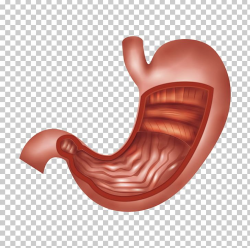 Organ Stomach Abdomen Biology Human Digestive System PNG ...