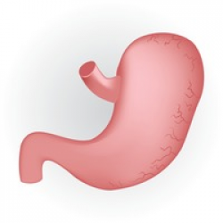 Anatomy Clipart stomach 3 - 200 X 200 Free Clip Art stock ...