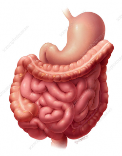 Stomach and Intestines - Stock Image - P500/0076 - Science ...