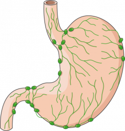 Lymphatic system of the stomach - Servier Medical Art - 3000 free ...