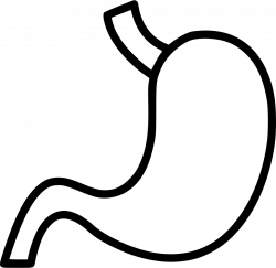 Stomach Svg Png Icon Free Download (#491885) - OnlineWebFonts.COM