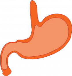 Stomach Anatomy Human Body - Cartoon Stomach Png Clipart ...
